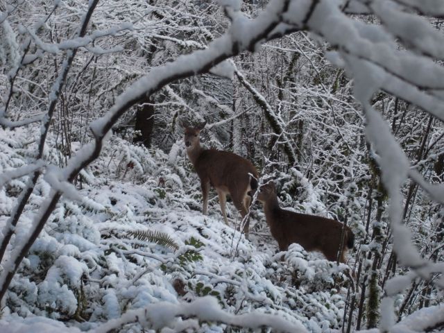 CldMtn Deer And Snow 117.99 Kb